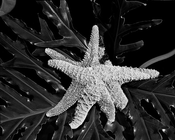 4754_FM_4X5_BW_SHELLS_MIX_FL_04_07.jpg