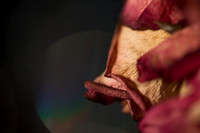 20140722_Roses_Dry_Studio_Shots_CG3P0296