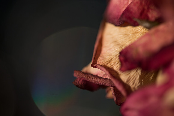 20140722_Roses_Dry_Studio_Shots_CG3P0296