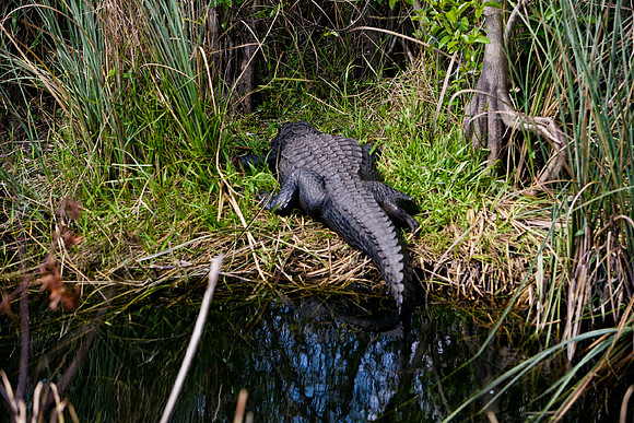 84673_ZV4N_1387_Everglades_Shark_Valley_FL_USA