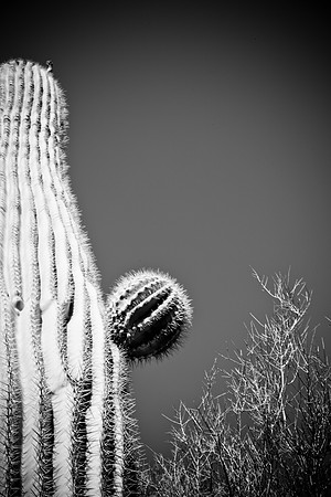 0031_La_Arizona_5L8Y5379