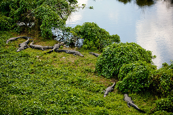 84673_ZV4N_1448_Everglades_Shark_Valley_FL_USA
