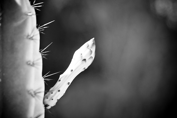 0031_La_Arizona_5L8Y5597