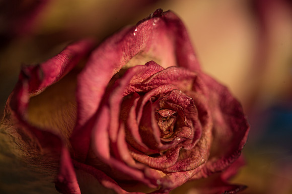 20140722_Roses_Dry_Studio_Shots_CG3P0305