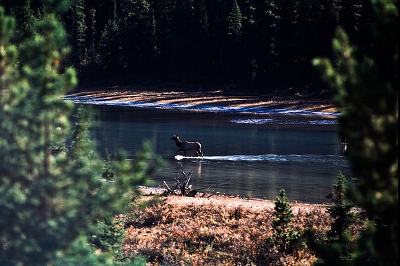 06835_B19_SL_COLOR_ATHABASCA_FALLS_ONE_OF_JASPER_NAT_PARK_BC_WS_97_15.jpg