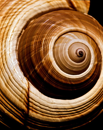 42463_FM_4X5_COLOR_GIANT_TUM_SHELLS_FL_04_10.jpg
