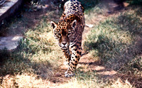47306_SL_COLOR_INDIA_1987_10