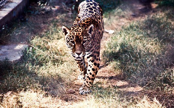 47306_SL_COLOR_INDIA_1987_10