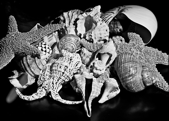 4754_FM_4X5_BW_SHELLS_MIX_FL_04_04.jpg