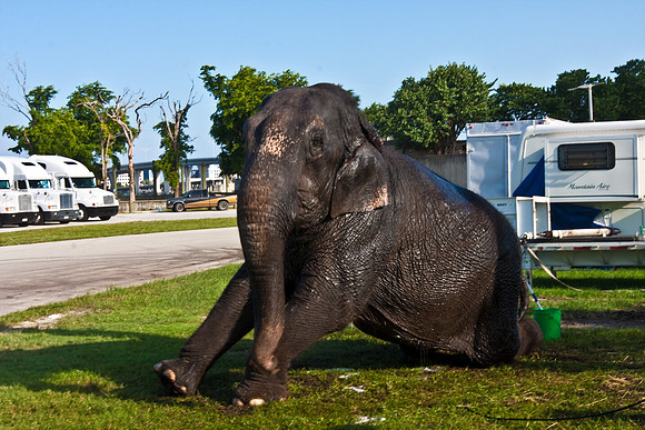 42586_Miami_Brickell_Circus_FL_20080816_IMG_3870
