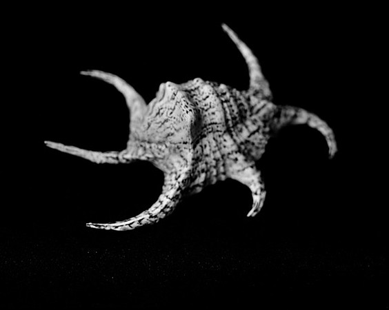 42431_A_Shells_