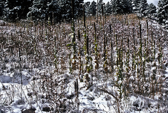 47499_B7_SL_COLOR_HOT_SULPHUR_SPRINGS_HWY40_CO_97_10.jpg