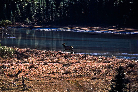 06835_B19_SL_COLOR_ATHABASCA_FALLS_ONE_OF_JASPER_NAT_PARK_BC_WS_97_16.jpg