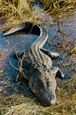 84694_EVERGLADES 33939__Azuley-R7-33A