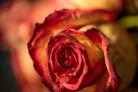 20140722_Roses_Dry_Studio_Shots_CG3P0261