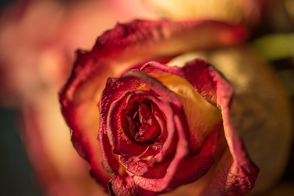 20140722_Roses_Dry_Studio_Shots_CG3P0261