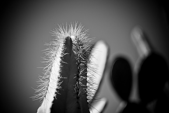 0031_La_Arizona_5L8Y5614
