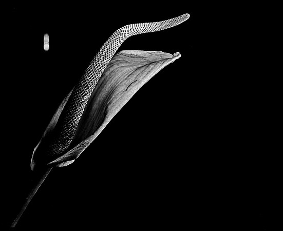 42440_FM_4X5_BW_SPATHPHYLLUM_LILLY_SHELLS_FL_04_05.jpg