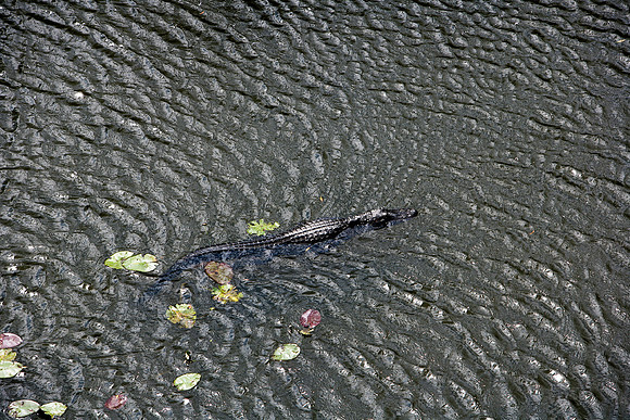 84673_ZV4N_1462_Everglades_Shark_Valley_FL_USA