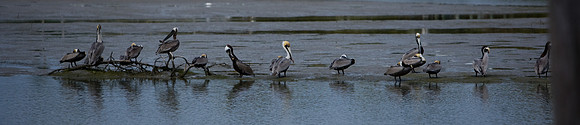 85540_ZV4N6697_Miami_To_Sanibel_Island_FL_Sanibel_FL_USA