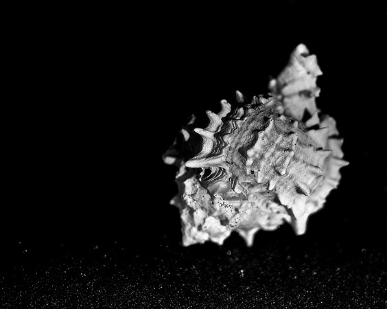 42439_FM_4X5_BW_MUREX_SHELLS_FL_04_01.jpg