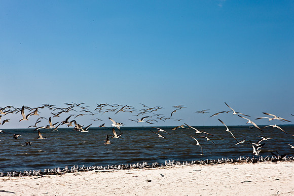 0036-NEW_ORLEANS_TO_PANAMA_CITY_BEACH_5L8Y1146