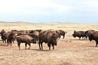 0044_North_Dacota_Fargo_to_South_Rapid_City_TO_CHEYENNE_5L8Y4177