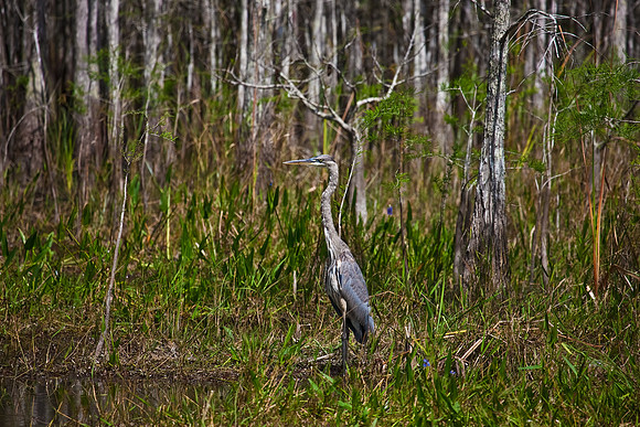2528_EVERGLADES_MIAMI_FLORIDA_200903016_5L8Y2851