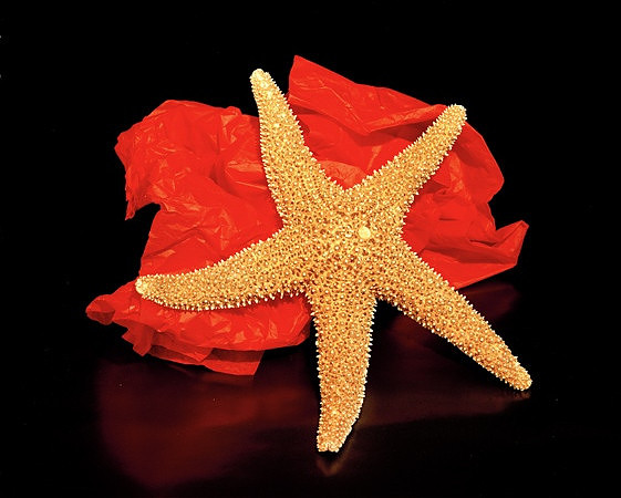 8490_C_Shells_Love_05