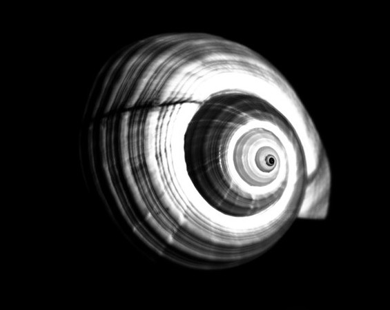 42424_Shells_B