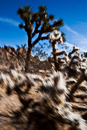 36415_DG_CALIFORNIA_USA_2007_ZV4N_1337