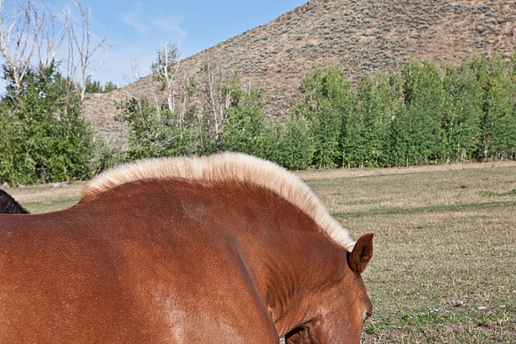 0021_Wyonming_To_Ketchem_Sun_Valley_ID_5L8Y8057