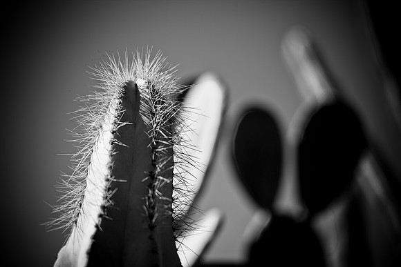 0031_La_Arizona_5L8Y5612