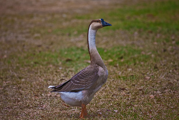 2528_EVERGLADES_MIAMI_FLORIDA_200903016_5L8Y2995