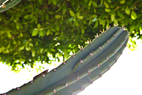 0031_La_Arizona_5L8Y5139