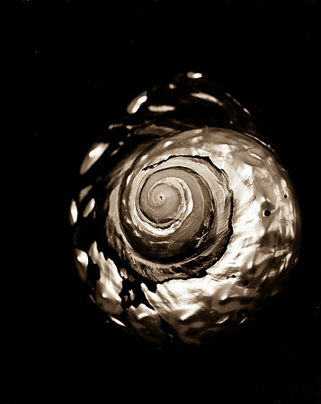Shells_Flowers_486