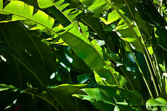2903_DG_20090215_Fisher_Island_Trees_Florida_USA_Fisher_5l8Y_-2886