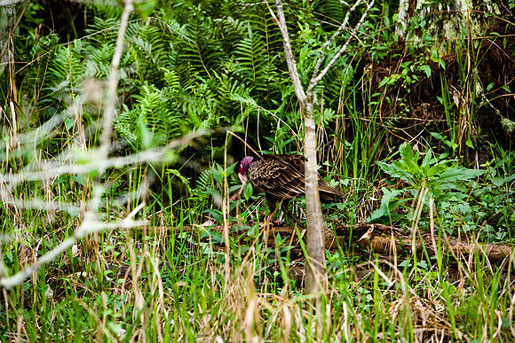 85535_20080323-ZV4N7738_Miami_To_Sanibel_Island_Florida_Everglades_FL_USA