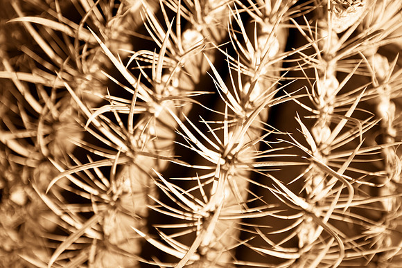 0031_La_Arizona_5L8Y5116-2