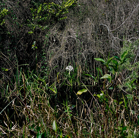 84694_EVERGLADES 33932_AZ1207-R4-E044