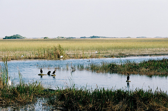 84694_EVERGLADES 33936__Azuley-R3-30