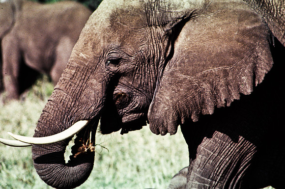 55393_SL_COLOR_ELEPHANTS_MASAI_KENYA_AFRICA_1989_7