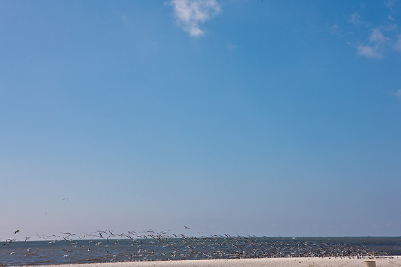 0036-NEW_ORLEANS_TO_PANAMA_CITY_BEACH_5L8Y1125