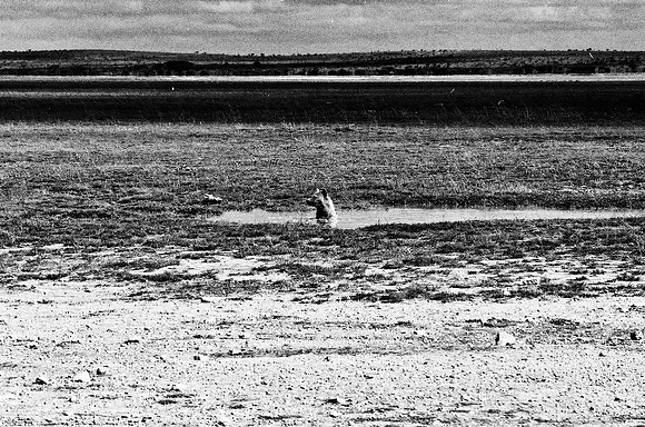 B3_82005_BW_194_New_Masa_Mara_Africa_89_22