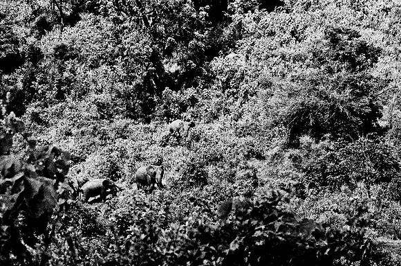 B3_82001_BW_194_New_Safari_Lion_Track_Africa_89_9
