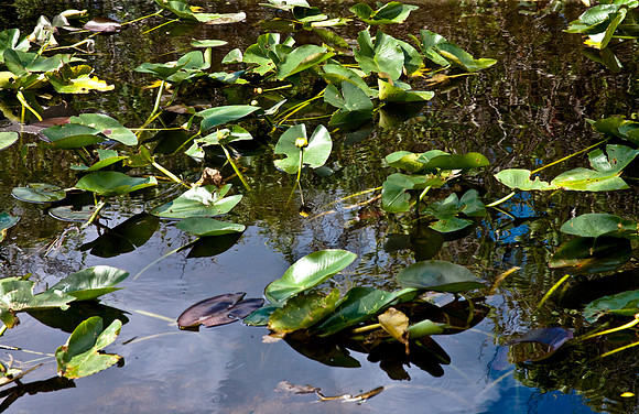 2527_EVERGLADES_MIAMI_FLORIDA_AOM_20090315__A0M1211