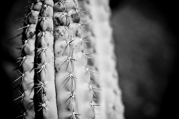 0031_La_Arizona_5L8Y5605