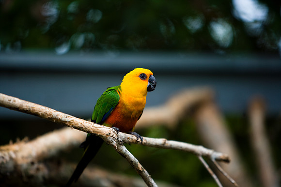 85548_ZV4N_7520-309_Miami_To_Sanibel_Island_FL_USA_Sanibel_FL_USA