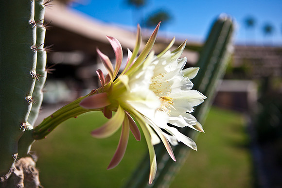 0031_DG_Cactus_Scottsdale_AZ_USA_2009_5L8Y5150