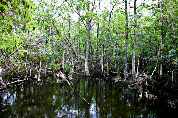 2528_EVERGLADES_MIAMI_FLORIDA_20090316-5L8Y3022